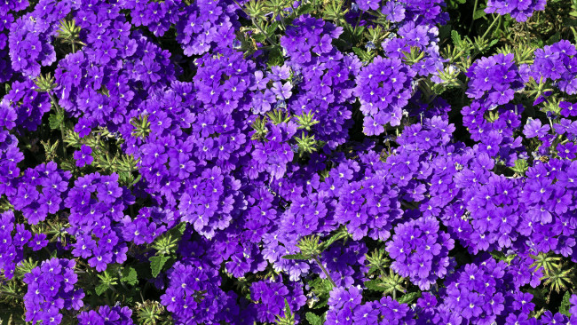 Обои картинки фото цветы, вербена, лиловая