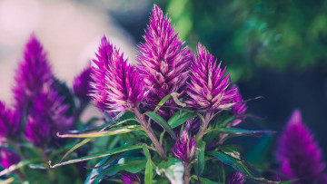 Картинка целозия цветы