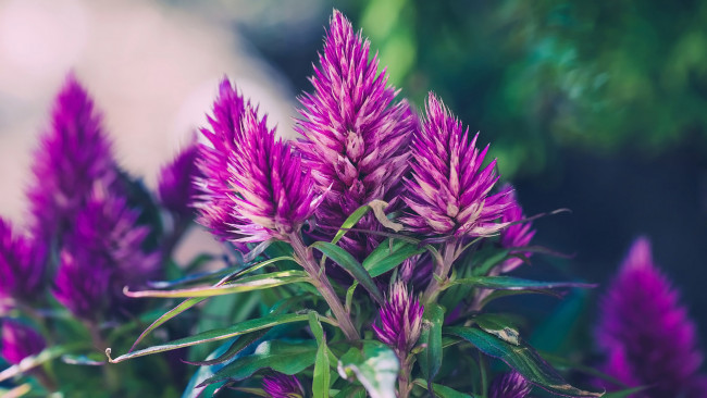 Обои картинки фото целозия, цветы