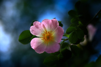 обоя цветы, шиповник, цветок