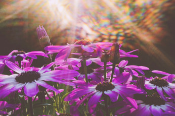 Картинка цветы