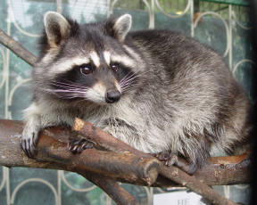 Картинка животные еноты