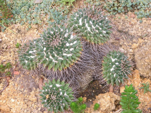 Картинка цветы кактусы