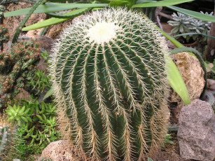 Картинка цветы кактусы