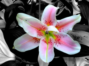 Картинка цветы лилии лилейники