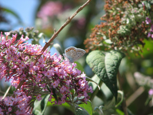 Картинка цветы сирень