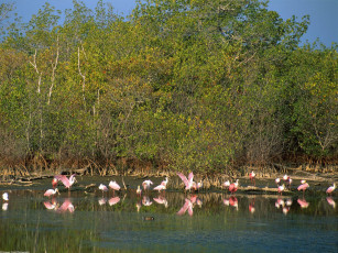 Картинка roseate spoonbills ding darling national refuge florida животные ибисы колпицы