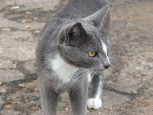 Картинка животные коты