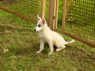 Картинка животные собаки