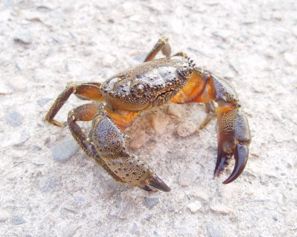 Обои картинки фото животные, крабы, раки