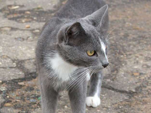 Обои картинки фото животные, коты