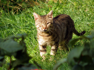 Картинка животные коты