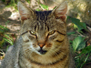 Картинка животные коты