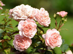 Картинка цветы розы