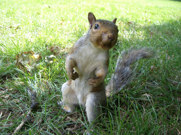 Обои картинки фото белка, лондонском, парке, животные, белки