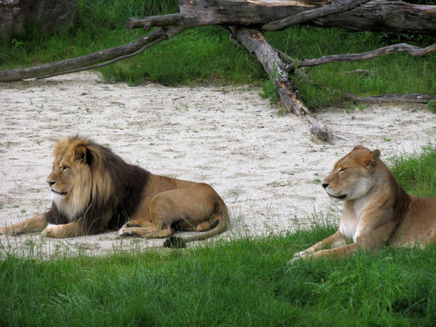 Обои картинки фото животные, львы