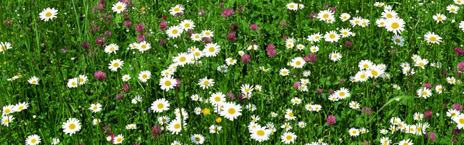 Обои картинки фото природа