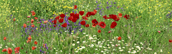 Обои картинки фото природа