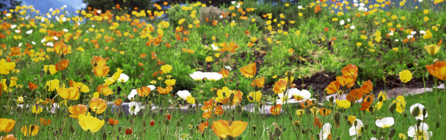 Обои картинки фото природа