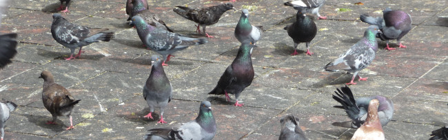 Обои картинки фото животные, голуби