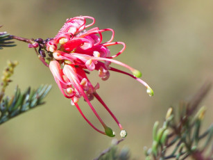 Картинка цветы лепестки красные гревиллея