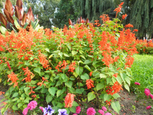 Картинка цветы разные вместе деревья петуния астры сальвия