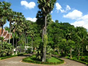 Картинка природа деревья пальма