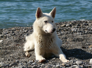 Картинка животные собаки берег галька