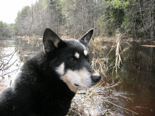 Картинка животные собаки пес