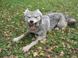 Картинка животные волки листья