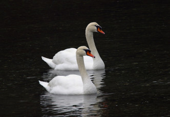 Картинка животные лебеди тёмный птицы вода