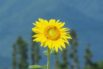 Картинка цветы подсолнухи лепестки жёлтые голубой