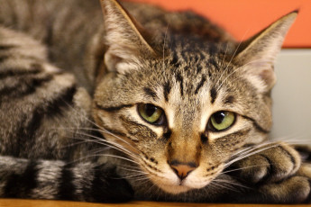 Картинка животные коты взгляд полосатый