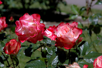 Картинка цветы розы розовый бутон