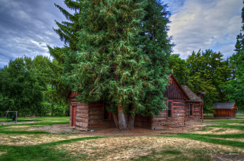 Картинка природа деревья сруб дом трава