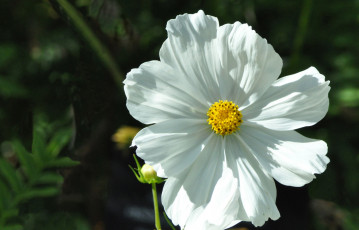 Картинка цветы космея лепестки фон тёмный белые