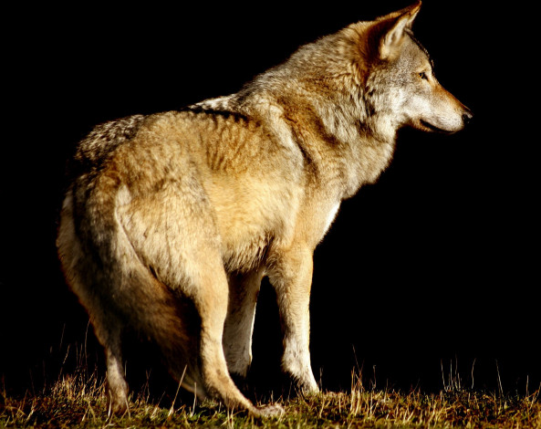 Обои картинки фото животные, волки