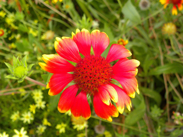 Обои картинки фото цветы, гайлардии, гелениумы, красные, лепестки