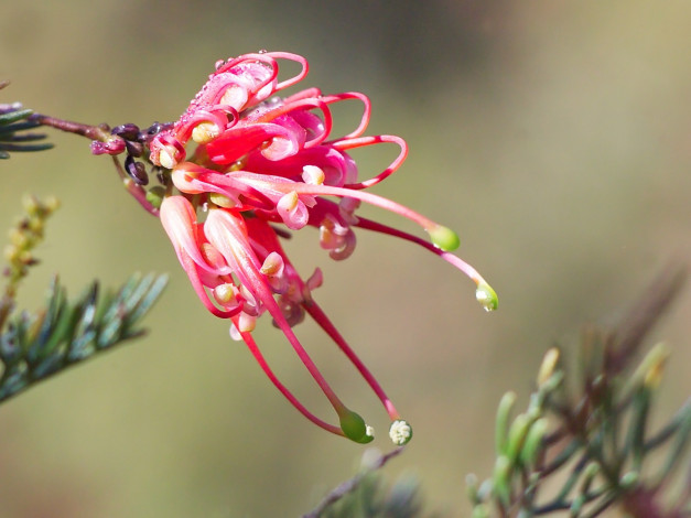 Обои картинки фото цветы, лепестки, красные, гревиллея