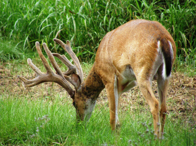 Обои картинки фото животные, олени, рога