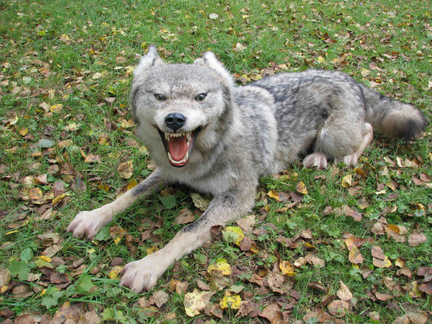 Обои картинки фото животные, волки, листья