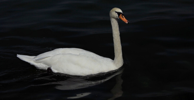 Обои картинки фото животные, лебеди, птица, тёмный, вода