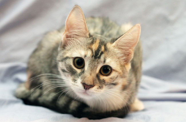 Обои картинки фото животные, коты, мордочка, взгляд