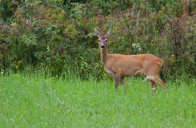 Обои картинки фото животные, олени, кусты, трава