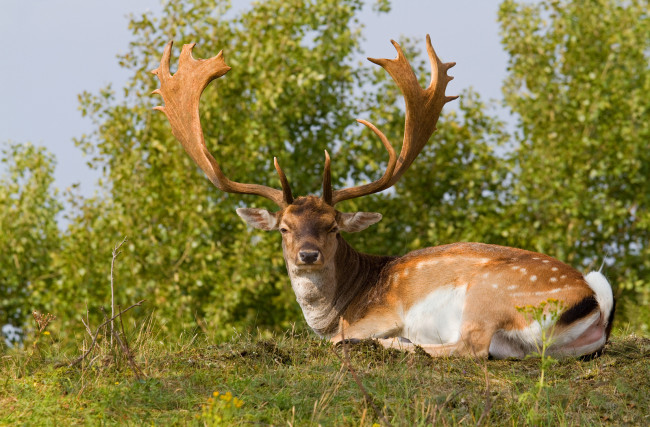 Обои картинки фото животные, олени, отдых, рога