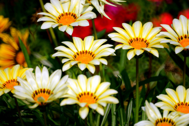 Обои картинки фото газания, цветы, много, желтый