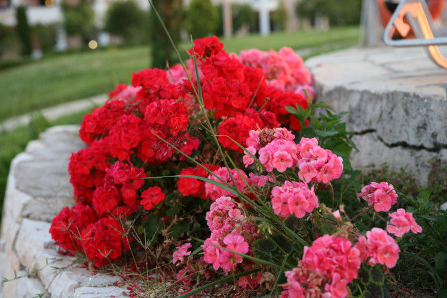 Обои картинки фото цветы, герань, красный, розовый