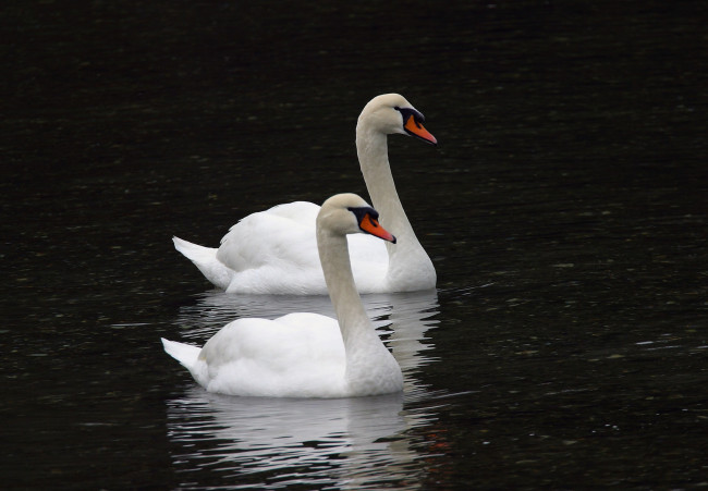 Обои картинки фото животные, лебеди, тёмный, птицы, вода