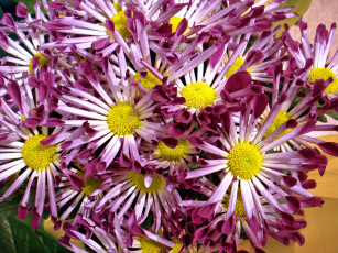 Картинка цветы хризантемы лепестки