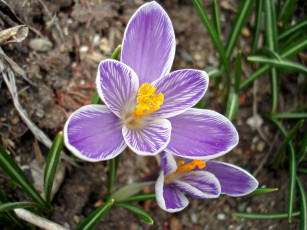 Картинка цветы крокусы